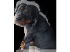 Rottweiler DOG FOR ADOPTION RGADN-1375985 - Monte - Rottweiler Dog For Adoption
