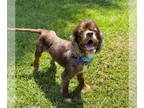 Cocker Spaniel DOG FOR ADOPTION RGADN-1376014 - Camelia - Cocker Spaniel Dog For