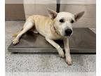 Carolina Dog Mix DOG FOR ADOPTION RGADN-1376022 - WELLS - Carolina Dog / Mixed