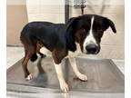 American Foxhound Mix DOG FOR ADOPTION RGADN-1376023 - PIERS - American Foxhound