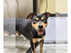 Rottweiler Mix DOG FOR ADOPTION RGADN-1376024 - JAKE - Rottweiler / Mixed (short
