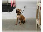 Black Mouth Cur Mix DOG FOR ADOPTION RGADN-1376039 - STEEVO - Black Mouth Cur /