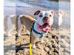 American Pit Bull Terrier Mix DOG FOR ADOPTION RGADN-1376059 - NALA - Pit Bull