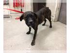 Boxer-Mastiff Mix DOG FOR ADOPTION RGADN-1376078 - Dog - Mastiff / Boxer / Mixed