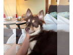 Huskies -Pomeranian Mix DOG FOR ADOPTION RGADN-1376093 - Isis - Pomeranian /