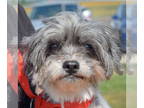 Shih Tzu DOG FOR ADOPTION RGADN-1376104 - Tilly - Shih Tzu (medium coat) Dog For