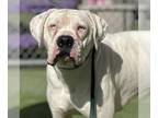 Boxer DOG FOR ADOPTION RGADN-1376116 - *TAUNTAUN - Boxer (medium coat) Dog For