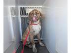 Plott Hound Mix DOG FOR ADOPTION RGADN-1376129 - *TRAMP - Plott Hound / Mixed