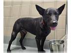Shepradors DOG FOR ADOPTION RGADN-1376163 - MAX - Labrador Retriever / German