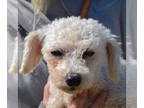 Shih Apso DOG FOR ADOPTION RGADN-1376170 - Ciara - Shih Tzu / Lhasa Apso / Mixed