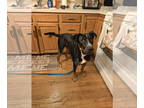 German Shepherd Dog Mix DOG FOR ADOPTION RGADN-1376171 - AKIRO** - German