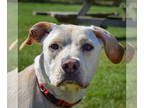 Boxer Mix DOG FOR ADOPTION RGADN-1376173 - Marley - Yellow Labrador Retriever /