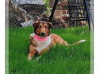 Collie DOG FOR ADOPTION RGADN-1376179 - Dixie - Collie Dog For Adoption