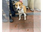 Beagle-Border Collie Mix DOG FOR ADOPTION RGADN-1376181 - Bentley - Border