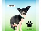 Border Collie Mix DOG FOR ADOPTION RGADN-1376182 - Flora Fiesty 4 - Border