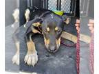 Doberman Pinscher Mix DOG FOR ADOPTION RGADN-1376190 - A133817 - Doberman