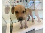 American Pit Bull Terrier Mix DOG FOR ADOPTION RGADN-1376208 - MOGLI - American
