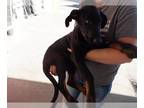 Doberman Pinscher Mix DOG FOR ADOPTION RGADN-1376225 - BAXTER - Doberman
