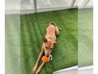 Basenji Mix DOG FOR ADOPTION RGADN-1376249 - COURTESY POST: Tyson - Basenji /