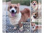 Pembroke Welsh Corgi DOG FOR ADOPTION RGADN-1376254 - Sheldon from Korea - Corgi