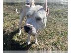 Dogo Argentino DOG FOR ADOPTION RGADN-1376281 - SETH - Dogo Argentino (medium
