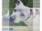 American Pit Bull Terrier Mix DOG FOR ADOPTION RGADN-1376291 - Misty - Pit Bull