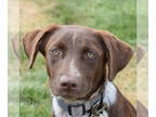Lab-Pointer DOG FOR ADOPTION RGADN-1376299 - Delia - Labrador Retriever /