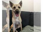 Carolina Dog Mix DOG FOR ADOPTION RGADN-1376308 - MAGGIE - Carolina Dog /