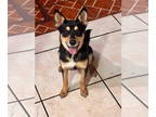 Australian Kelpie Mix DOG FOR ADOPTION RGADN-1376311 - Osa - Australian Kelpie /