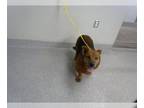 Pembroke Welsh Corgi Mix DOG FOR ADOPTION RGADN-1376389 - BIGGIE - Pembroke