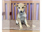 Mix DOG FOR ADOPTION RGADN-1376400 - **FRANKIE** - Husky (medium coat) Dog For