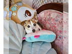Rat Terrier DOG FOR ADOPTION RGADN-1376401 - Lindsay (WA) - Rat Terrier (short