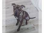 American Pit Bull Terrier Mix DOG FOR ADOPTION RGADN-1376409 - Bowie (Courtesy