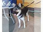 German Shepherd Dog-Siberian Husky Mix DOG FOR ADOPTION RGADN-1376422 - SHERMAN