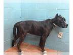 American Pit Bull Terrier Mix DOG FOR ADOPTION RGADN-1376462 - SMILEY - Pit Bull