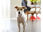 Labrenees DOG FOR ADOPTION RGADN-1376478 - Honey (SPAYED) (Bojackie the