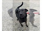 Chinese Shar-Pei-Labrador Retriever Mix DOG FOR ADOPTION RGADN-1376486 - Mitch -