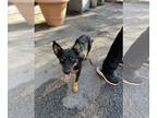 Pembroke Welsh Corgi Mix DOG FOR ADOPTION RGADN-1376501 - Mo - Shepherd / Corgi