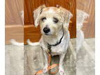 Jack Russell Terrier DOG FOR ADOPTION RGADN-1376513 - Arch - Jack Russell