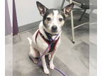 Rat Terrier Mix DOG FOR ADOPTION RGADN-1376515 - Carter 2024 - Rat Terrier /