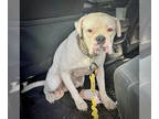 Boxer DOG FOR ADOPTION RGADN-1376525 - Tundra - Boxer Dog For Adoption