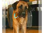 Mastiff Mix DOG FOR ADOPTION RGADN-1376561 - Walter - Mastiff / Mixed Dog For