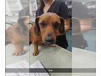 Dachshund Mix DOG FOR ADOPTION RGADN-1376565 - BRITT - Dachshund / Mixed Dog For