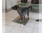 Akita Mix DOG FOR ADOPTION RGADN-1376566 - *FITZ - Akita / Mixed (medium coat)