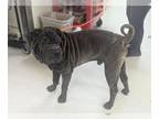 Chinese Shar-Pei DOG FOR ADOPTION RGADN-1376572 - *CLOONEY - Chinese Shar-Pei