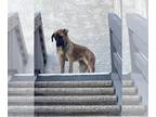 Anatolian Shepherd-Mastiff Mix DOG FOR ADOPTION RGADN-1376596 - Dog - Anatolian