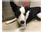 Border Collie Mix DOG FOR ADOPTION RGADN-1376604 - Dog - Border Collie / Mixed
