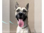 Huskies Mix DOG FOR ADOPTION RGADN-1376624 - Gemma - Shepherd / Husky / Mixed