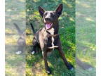 Doberman Pinscher Mix DOG FOR ADOPTION RGADN-1376625 - Bindi - Doberman Pinscher