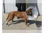 Black Mouth Cur-Boxer Mix DOG FOR ADOPTION RGADN-1376632 - FREEDOM - Boxer /